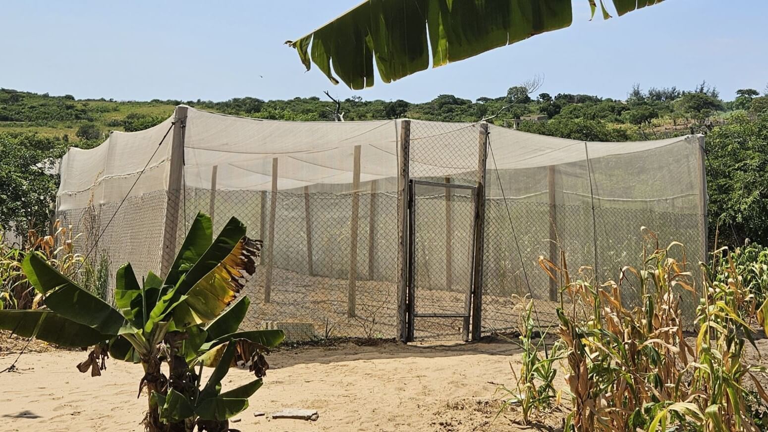 Mozambique - Sowing the future